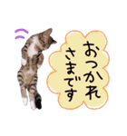 ちゃびのひとこと（個別スタンプ：2）