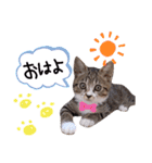 ちゃびのひとこと（個別スタンプ：6）