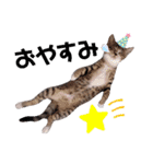 ちゃびのひとこと（個別スタンプ：8）