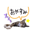 ちゃびのひとこと（個別スタンプ：9）