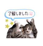 ちゃびのひとこと（個別スタンプ：10）