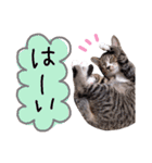 ちゃびのひとこと（個別スタンプ：13）