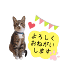 ちゃびのひとこと（個別スタンプ：16）