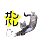 ちゃびのひとこと（個別スタンプ：20）