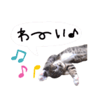 ちゃびのひとこと（個別スタンプ：24）