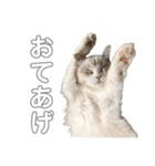 のづけ（個別スタンプ：2）