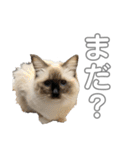 のづけ（個別スタンプ：11）