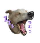 『しろ』は譲渡犬①（個別スタンプ：2）