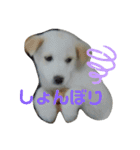 『しろ』は譲渡犬①（個別スタンプ：4）