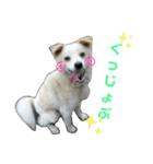 『しろ』は譲渡犬①（個別スタンプ：6）