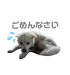 『しろ』は譲渡犬①（個別スタンプ：7）