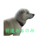 『しろ』は譲渡犬①（個別スタンプ：9）