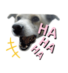 『しろ』は譲渡犬①（個別スタンプ：13）