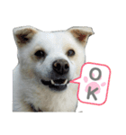 『しろ』は譲渡犬①（個別スタンプ：14）