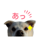 『しろ』は譲渡犬①（個別スタンプ：15）