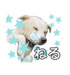 『しろ』は譲渡犬①（個別スタンプ：16）