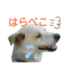 『しろ』は譲渡犬①（個別スタンプ：17）