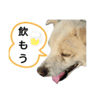 『しろ』は譲渡犬①（個別スタンプ：18）