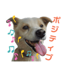 『しろ』は譲渡犬①（個別スタンプ：19）