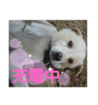 『しろ』は譲渡犬①（個別スタンプ：20）