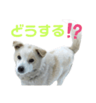 『しろ』は譲渡犬①（個別スタンプ：21）