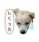『しろ』は譲渡犬①（個別スタンプ：22）