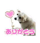 『しろ』は譲渡犬①（個別スタンプ：24）