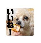 ViViちゃんのスタンプ@（個別スタンプ：10）