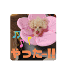 ViViちゃんのスタンプ@（個別スタンプ：15）