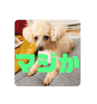ViViちゃんのスタンプ@（個別スタンプ：19）