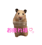 キンクマ専用スタンプ★（個別スタンプ：1）