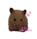 キンクマ専用スタンプ★（個別スタンプ：4）