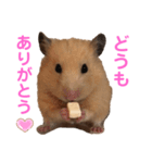 キンクマ専用スタンプ★（個別スタンプ：5）