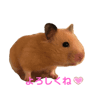 キンクマ専用スタンプ★（個別スタンプ：7）