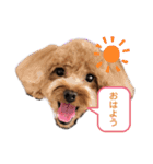 もふもふのお友達ペコ（個別スタンプ：1）