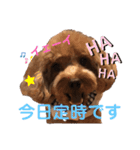 もふもふのお友達ペコ（個別スタンプ：11）
