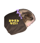 もふもふのお友達ペコ（個別スタンプ：24）