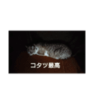 チョチ5（個別スタンプ：3）