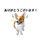 コーギー犬のゼン。（個別スタンプ：1）