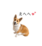 コーギー犬のゼン。（個別スタンプ：2）