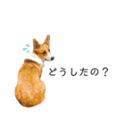 コーギー犬のゼン。（個別スタンプ：3）