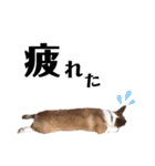 コーギー犬のゼン。（個別スタンプ：4）
