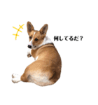 コーギー犬のゼン。（個別スタンプ：5）