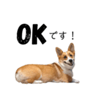 コーギー犬のゼン。（個別スタンプ：6）