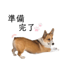 コーギー犬のゼン。（個別スタンプ：7）