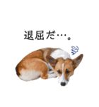 コーギー犬のゼン。（個別スタンプ：8）