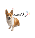 コーギー犬のゼン。（個別スタンプ：9）
