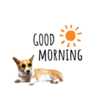 コーギー犬のゼン。（個別スタンプ：10）
