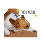 コーギー犬のゼン。（個別スタンプ：11）