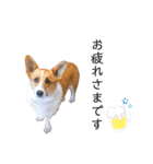 コーギー犬のゼン。（個別スタンプ：12）